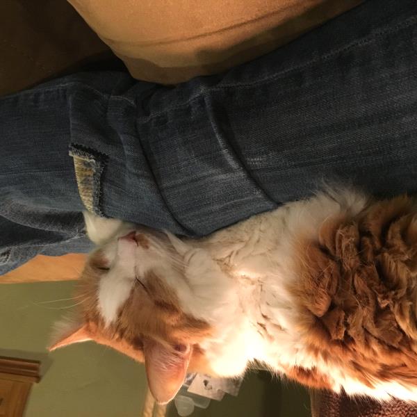 /Images/uploads/Humane Society of Utah/HSU2018/entries/4100thumb.jpg
